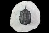 Morocconites Trilobite - Clear Eye Facets #68648-1